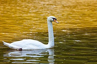 Google Stadia服务迎来Party Stream直播功能增强